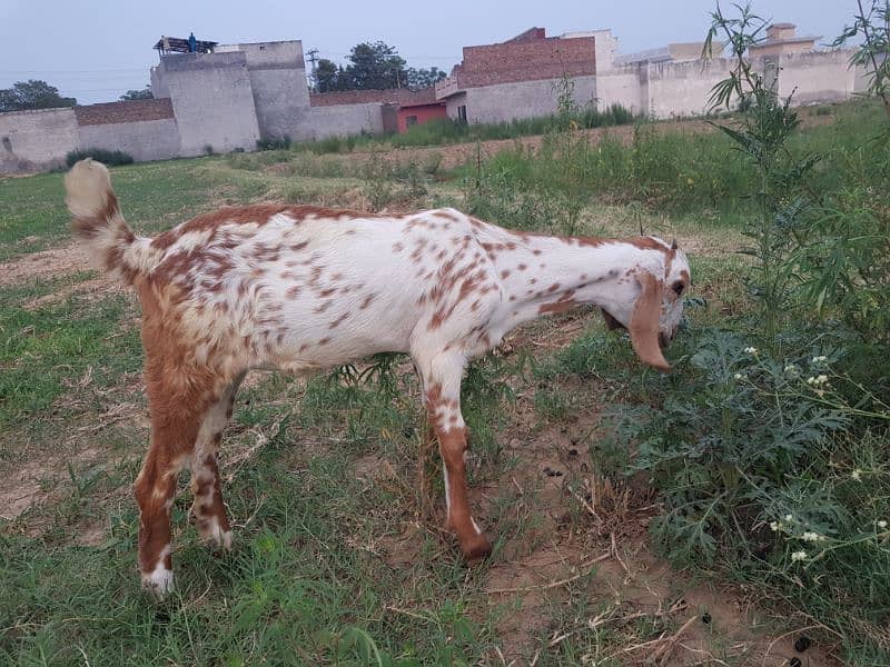 Makki cheeni cross bakri (patt) for sale 2