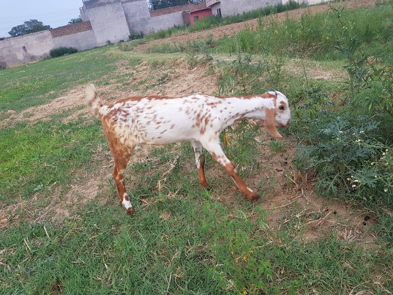 Makki cheeni cross bakri (patt) for sale 3