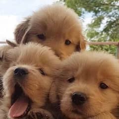 Non Pedigrees golden retriever puppies