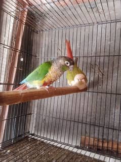 pineapple cnur bridar pair WD DNA love birds parrots