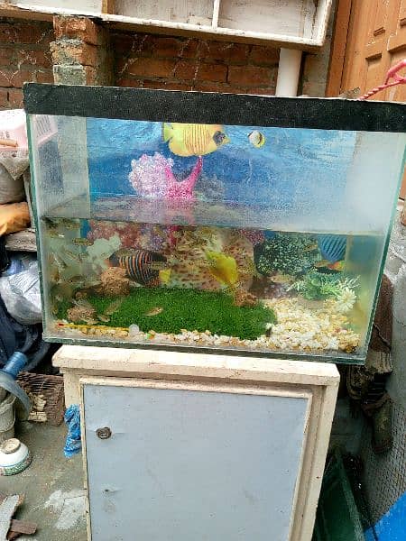 fish aquarium 1