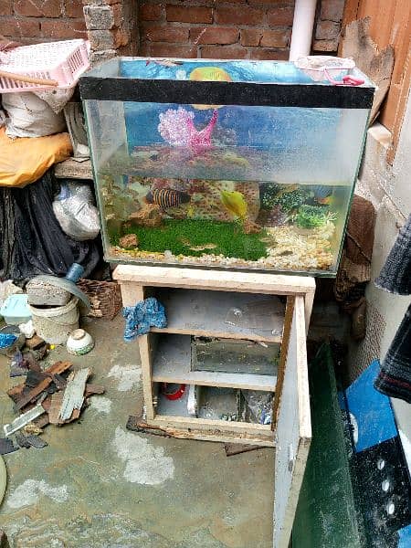 fish aquarium 2