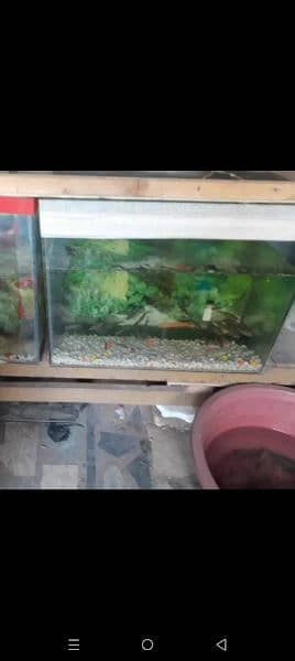 fish aquarium 1