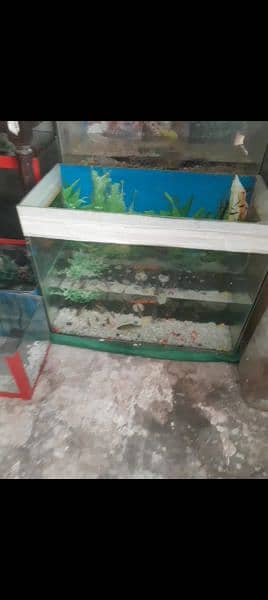 fish aquarium 2