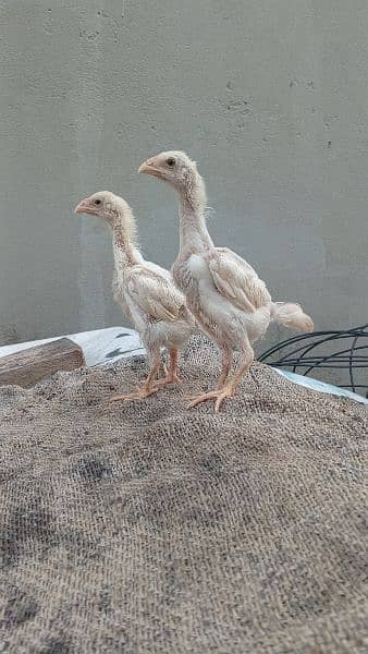 high quality white shamo chicks available. 1