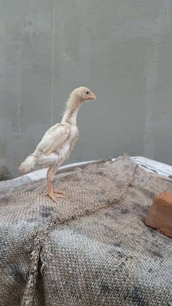 high quality white shamo chicks available. 2