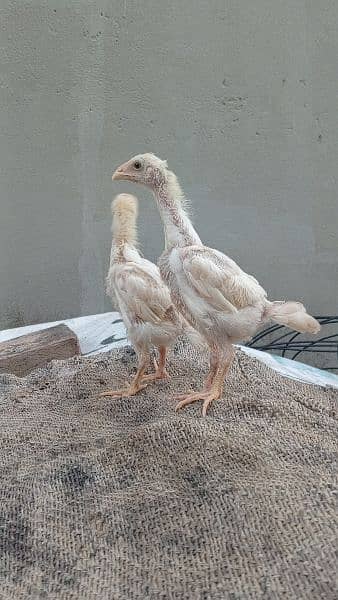 high quality white shamo chicks available. 5