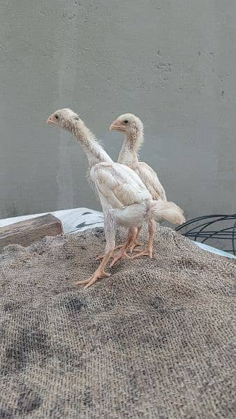 high quality white shamo chicks available. 6