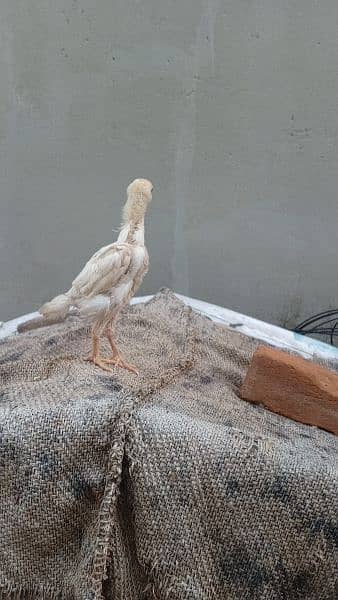 high quality white shamo chicks available. 7