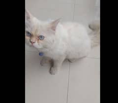 Blue eyed Cute persian white cat avaialbe (cat is innocent/cute)