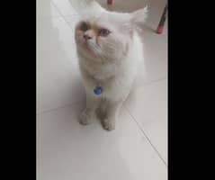 Imported and vaccinated cute home blue eyed persian cat available