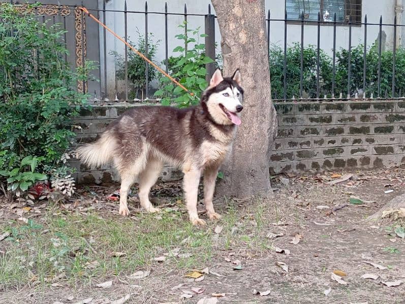 Alaskan husky female breeder 0