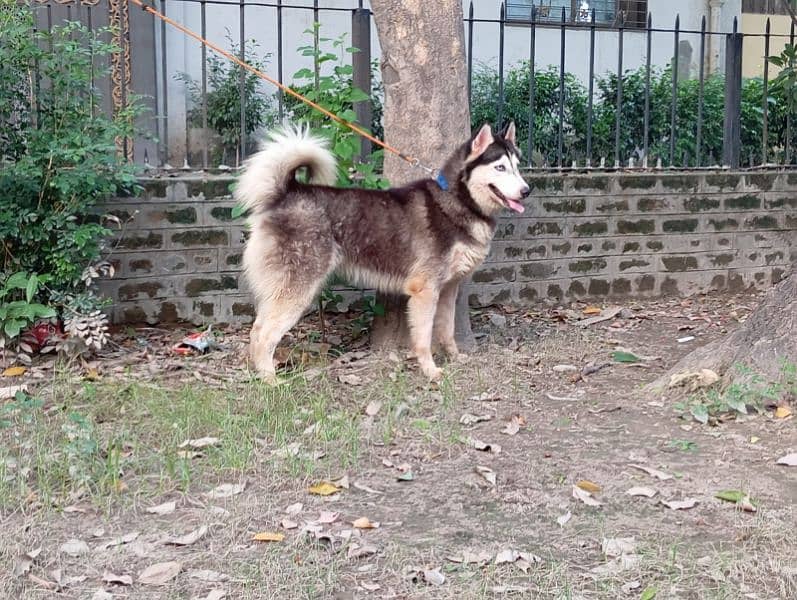 Alaskan husky female breeder 1