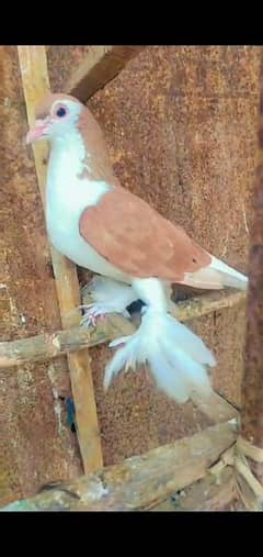 2 Male beautiful pigeon for sale pamooz