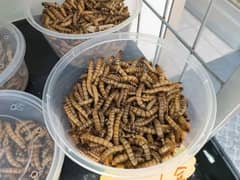 Meal worms for business and feed purpose live and dry both available 0