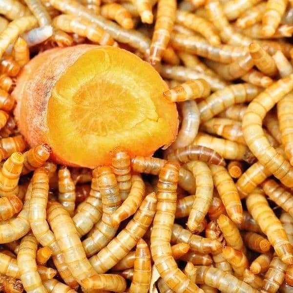 Meal worms for business and feed purpose live and dry both available 1