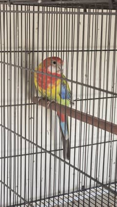 Rosella female for sale 0