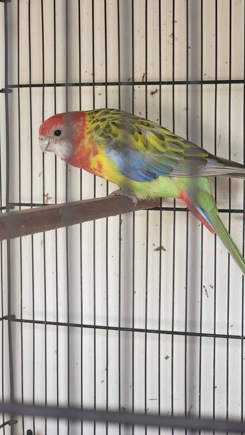 Rosella female for sale 1