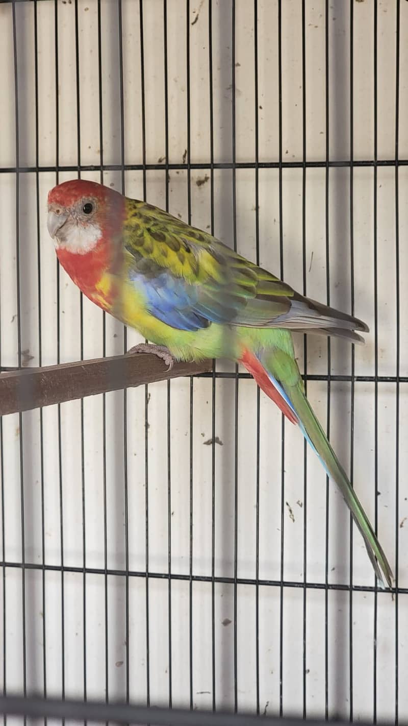 Rosella female for sale 2