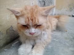 The beautifull full friendly cat 0