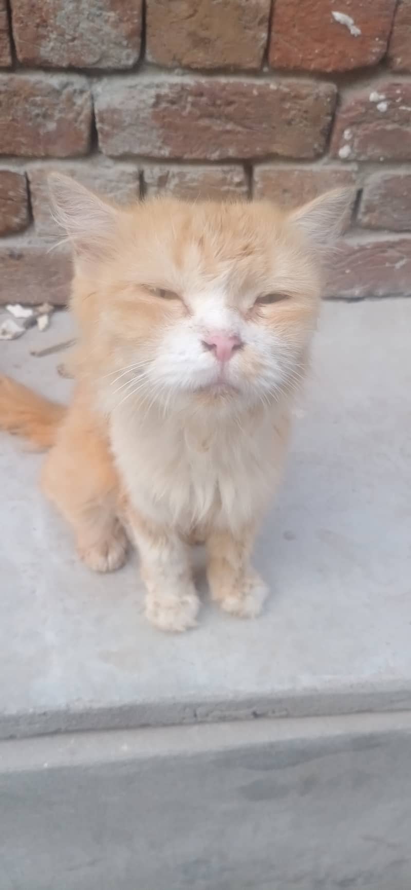 The beautifull full friendly cat 1