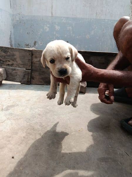 British Labrador female Father pedigree and mother non pedigree 1