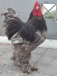 Blur Brahma Breeder Male 0