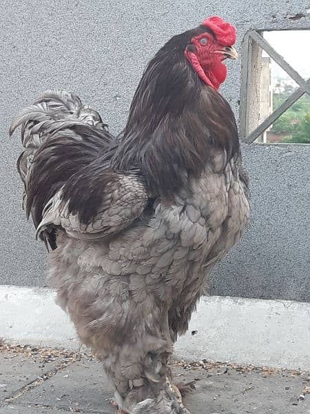 Blur Brahma Breeder Male 1