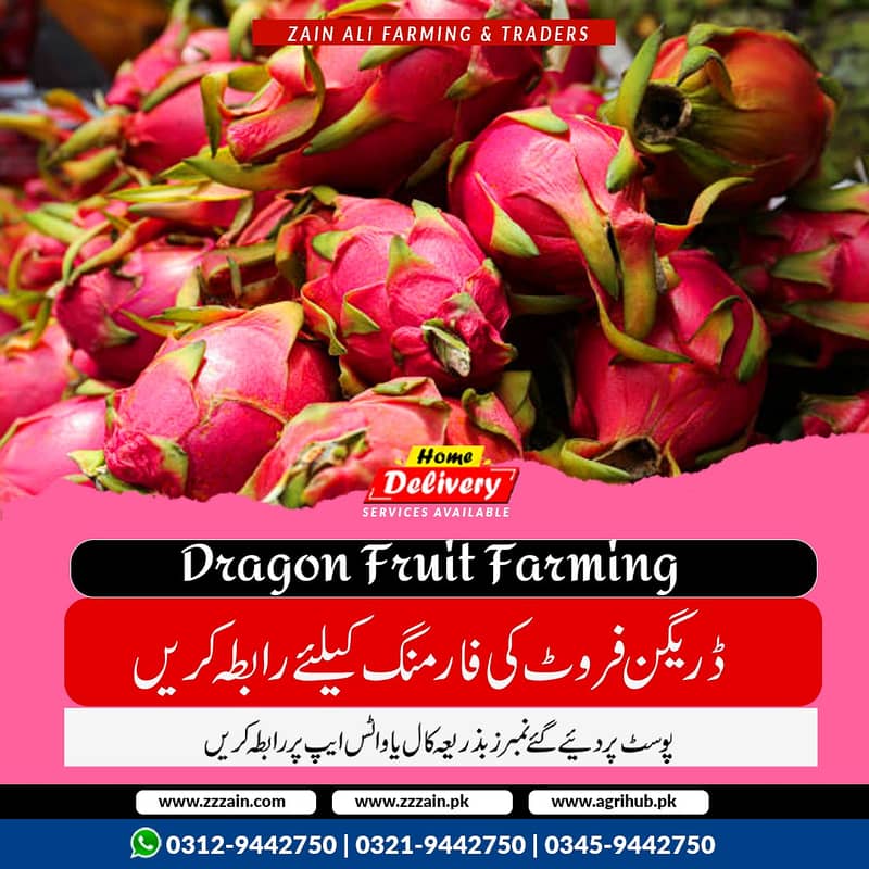 Z 1 We have Different types of dragon Fruit Plants and seeds  Locatio 1