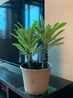 cactus plant for sale