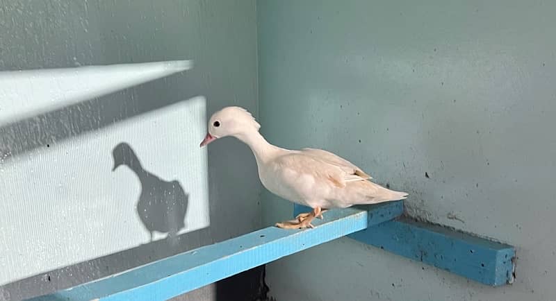 Female rare white mandarin duck breeder 0