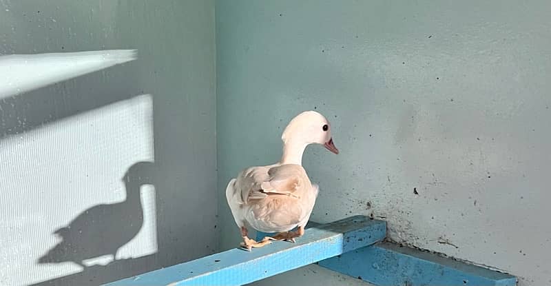 Female rare white mandarin duck breeder 1