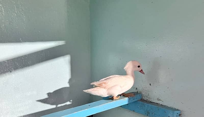 Female rare white mandarin duck breeder 2