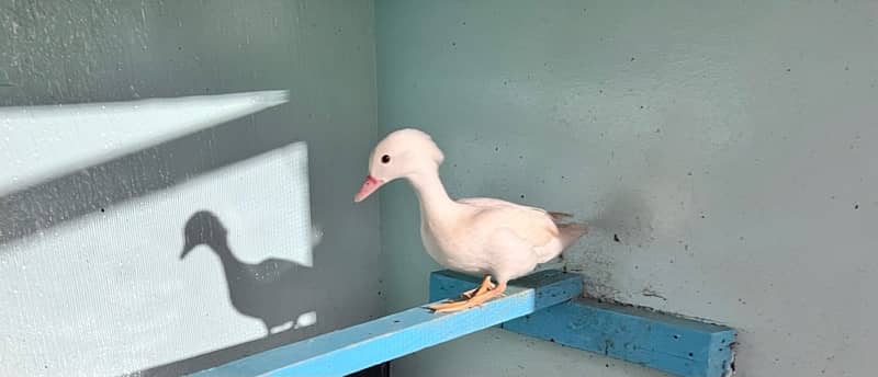 Female rare white mandarin duck breeder 4