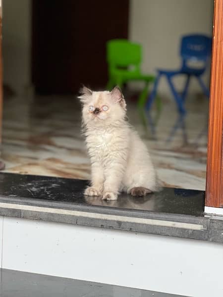 Peaky breed female cat 1