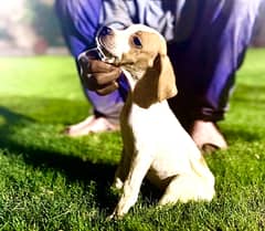 English pointer pups