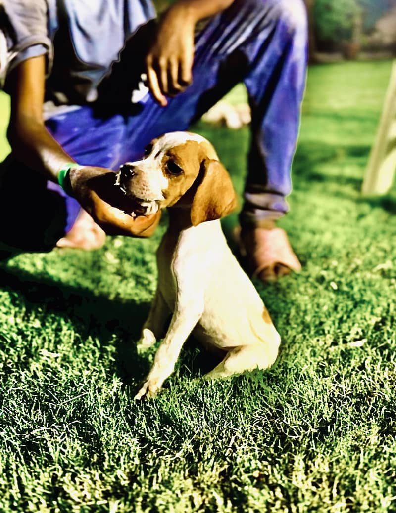 English pointer pups 1