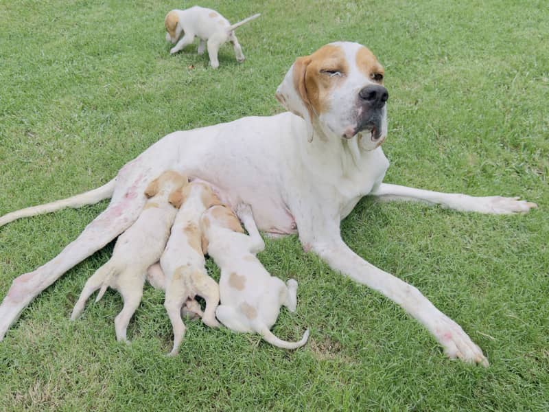 English pointer pups 2