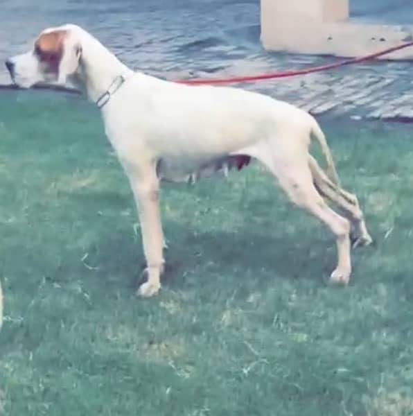 English pointer pups 4