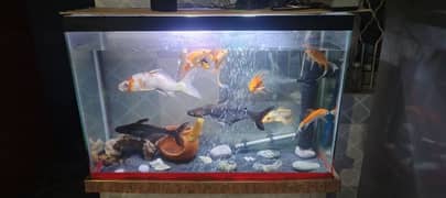 fishes & Aquariums for sale