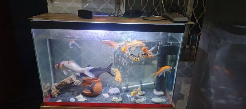 fishes & Aquariums for sale 1