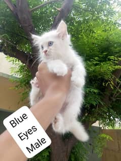 Russian white colour blue eyes kitten