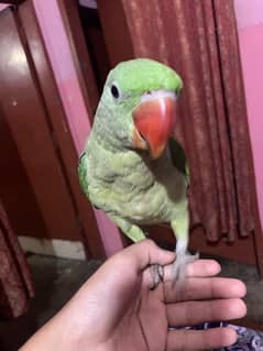 alexander pahari parrot for sale…