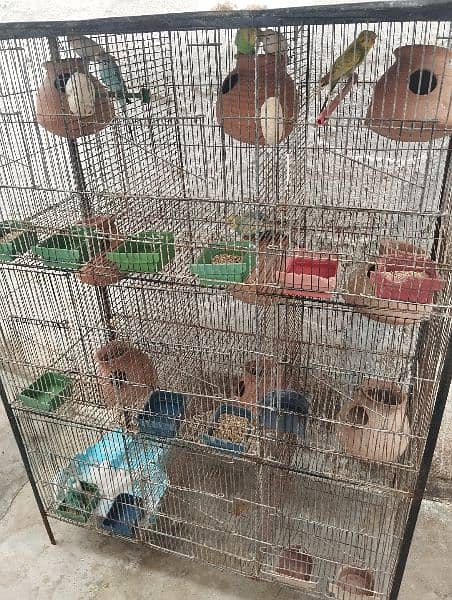 bajree parrots With cage 1