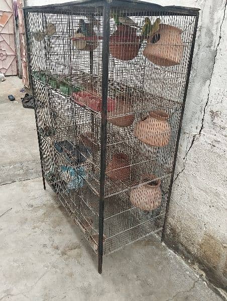 bajree parrots With cage 2