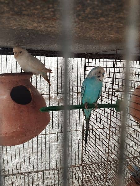 bajree parrots With cage 4