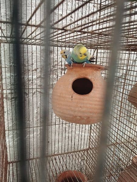 bajree parrots With cage 5