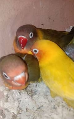 Love bird Breeder Pair MashaAllah Sale just Pair With out Chicks