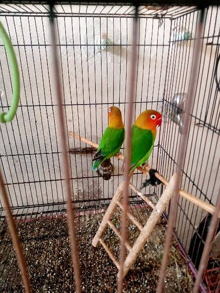 beautiful pair of love birds 0