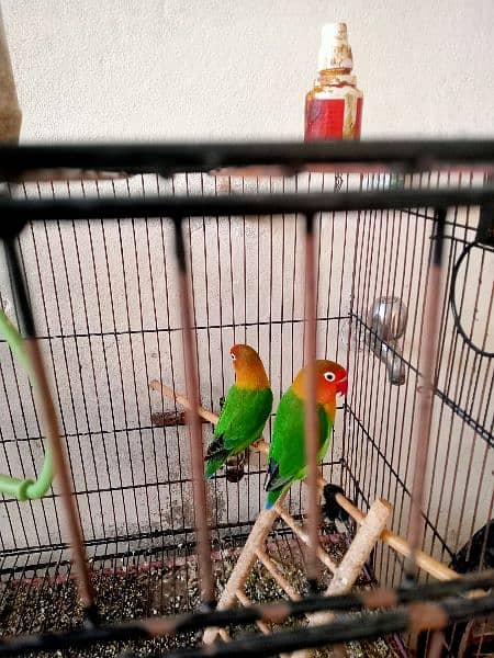 beautiful pair of love birds 1